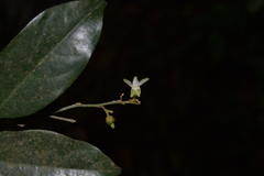 Xanthophyllum flavescens
